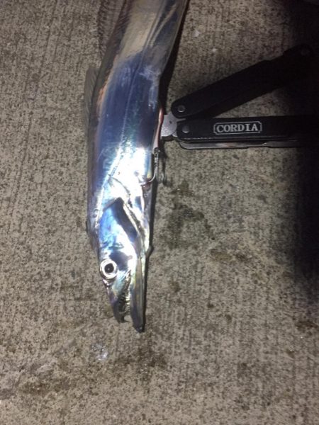 水軒    朝のタチウオ釣り！