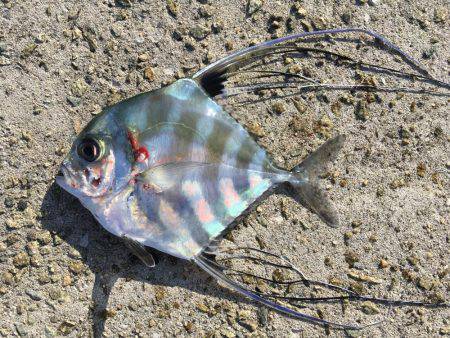 ダメな日でした