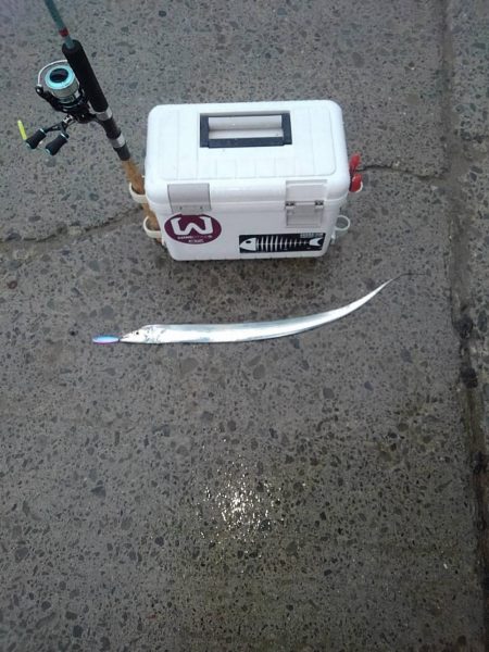 太刀魚探索⁉️