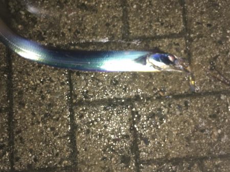 タチウオ in コスモ