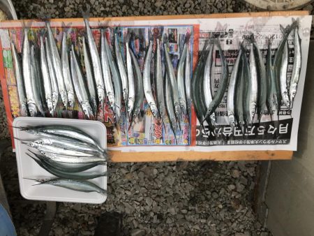 初心者でサヨリ釣り