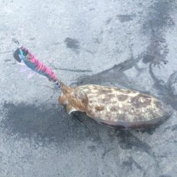 雨上がりの釣果