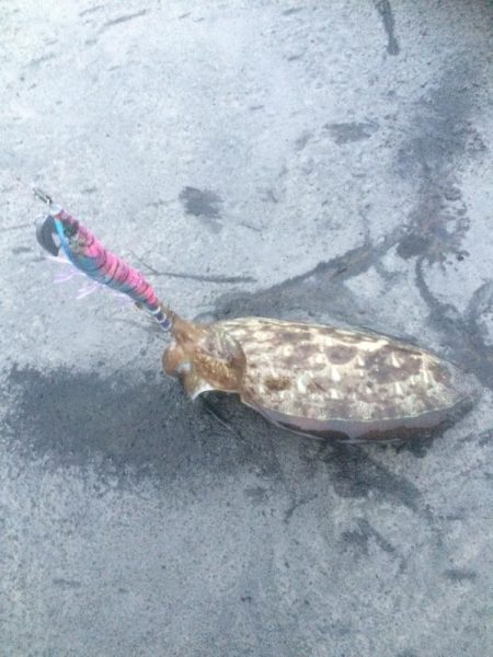 雨上がりの釣果