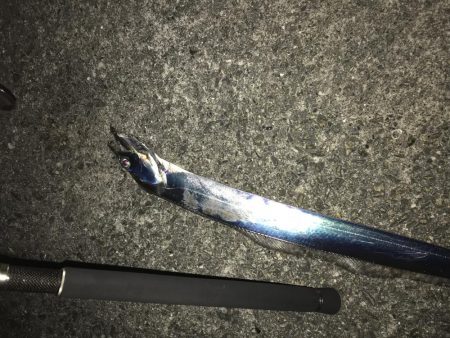 濁りで、魚もこんらん？