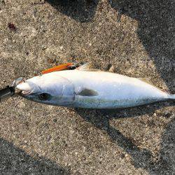 久々に青物ゲット！！