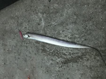 誰でも入れ食い