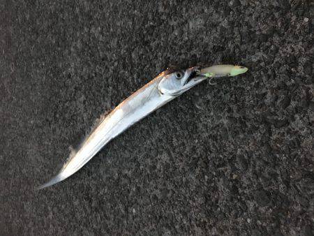 おかえりタチウオ