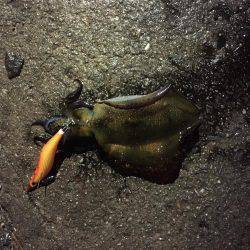 アオリイカ狙いで