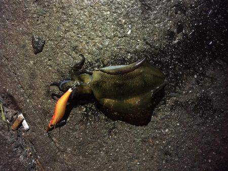 アオリイカ狙いで