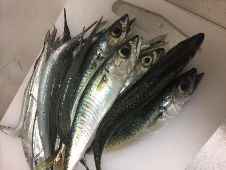 サバ！サヨリ！