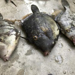 サヨリ かわはぎGET!!