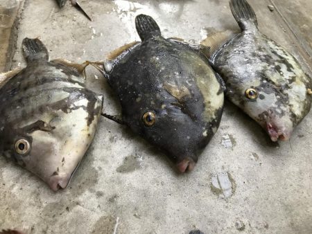 サヨリ かわはぎGET!!