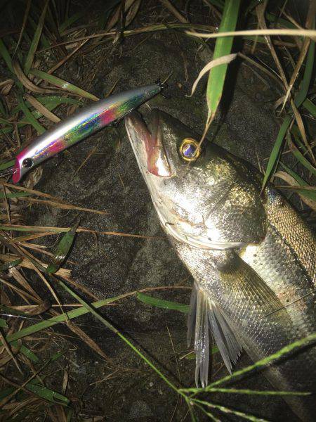 キモはスローリトリーブ！橋下でドン！