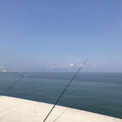 キスからのカワハギ