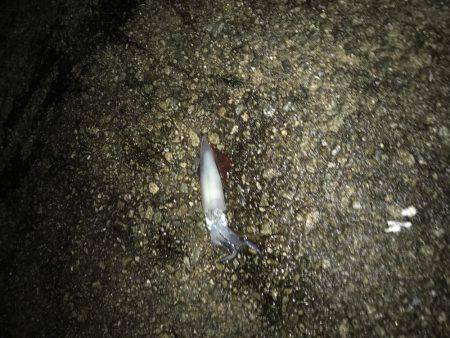 デカイカ求めて