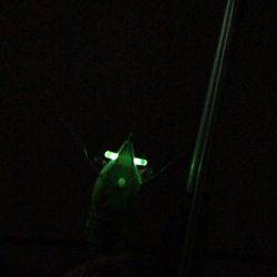 雨上がり後のナイト鯰トップゲーム