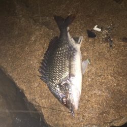 シーバス不発！