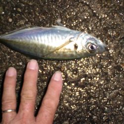 台風前の雨の中