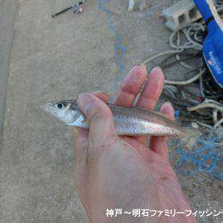 ハゼ釣りは絶好調っ‼