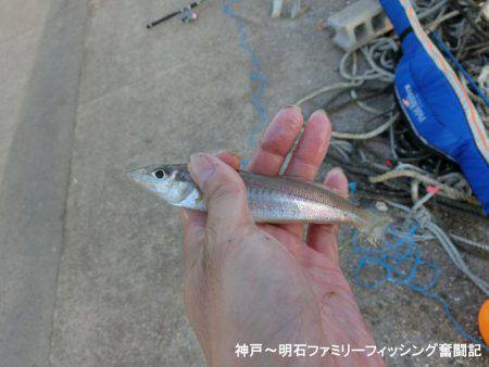 ハゼ釣りは絶好調っ‼