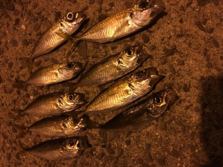 お手軽マゴバチアジング