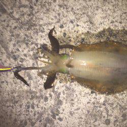 田ノ浦エギング