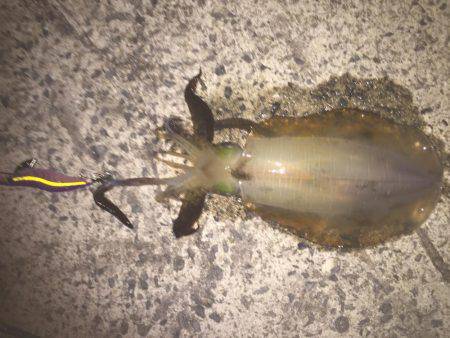 田ノ浦エギング