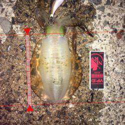 イカは何処に居るん？