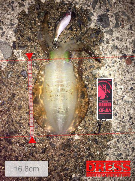 イカは何処に居るん？