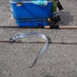 コスモがいっぱいやろ~と思い青岸に行って来ました。青岸も同じくいっぱいでした。