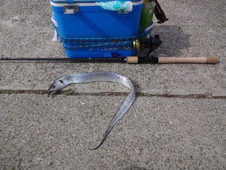 コスモがいっぱいやろ～と思い青岸に行って来…