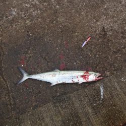 もっと釣れると思ったのに渋かったです