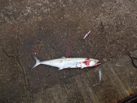 もっと釣れると思ったのに渋かったです