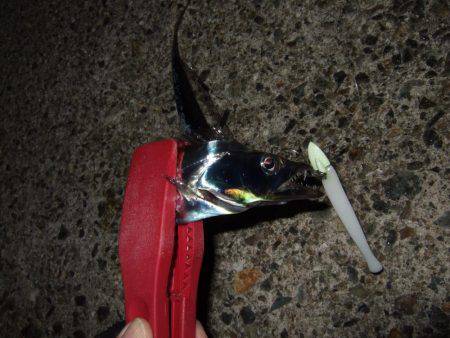 久々のつ抜け！