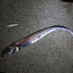 今日だけ？激渋タチウオ