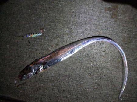 今日だけ？激渋タチウオ