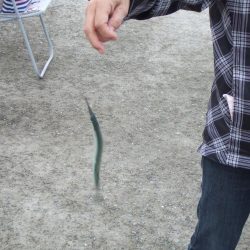 サヨリは女性アングラーに人気ですね