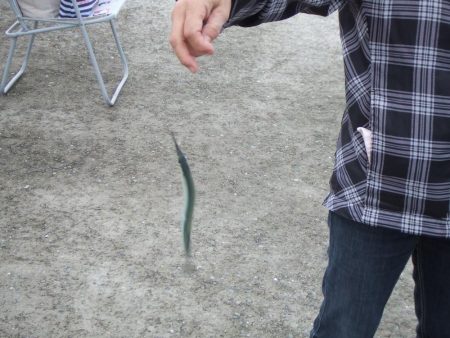 サヨリは女性アングラーに人気ですね