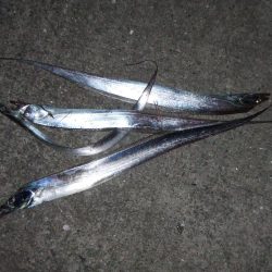 パニックの末のタチウオ