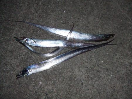 パニックの末のタチウオ