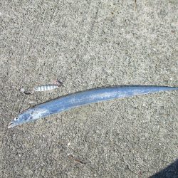 昼タチチャレンジ