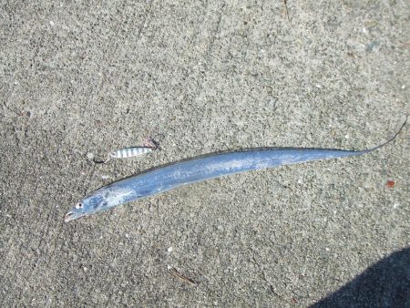 昼タチチャレンジ