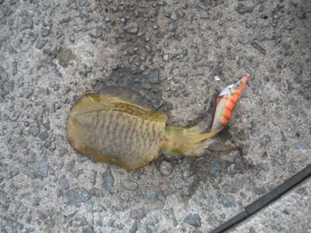 久しぶりに神戸港に