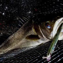 西宮跳ね橋　一投目から６５ｃｍ