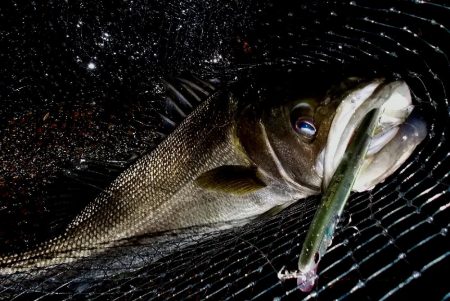 西宮跳ね橋　一投目から６５ｃｍ