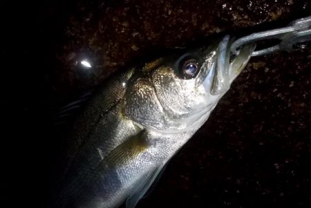 台風通過　跳ね橋　クレイジーナイト