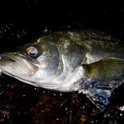 西宮跳ね橋　サイズダウン　５本