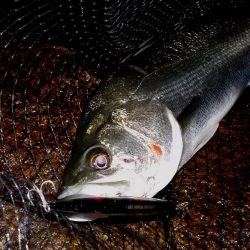 西宮跳ね橋　５夜連続　５０ｃｍＵＰ