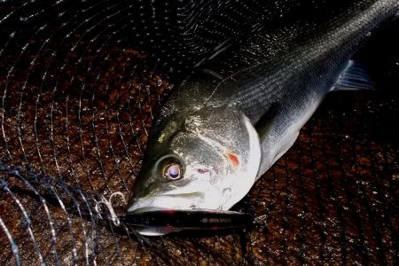 西宮跳ね橋　５夜連続　５０ｃｍＵＰ