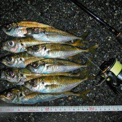 飽きもせずアジ